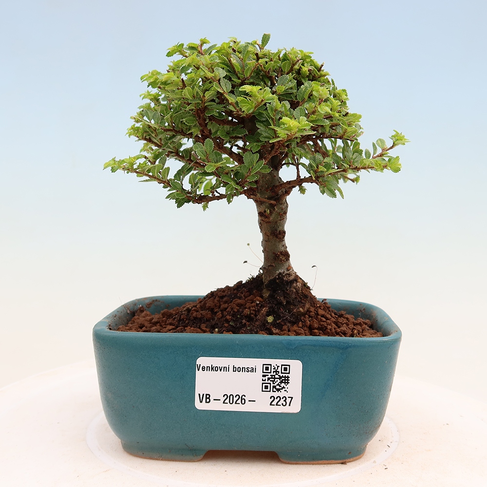 Bonsai voor buiten - Ulmus parvifolia Sagei - Kleinbladige iep