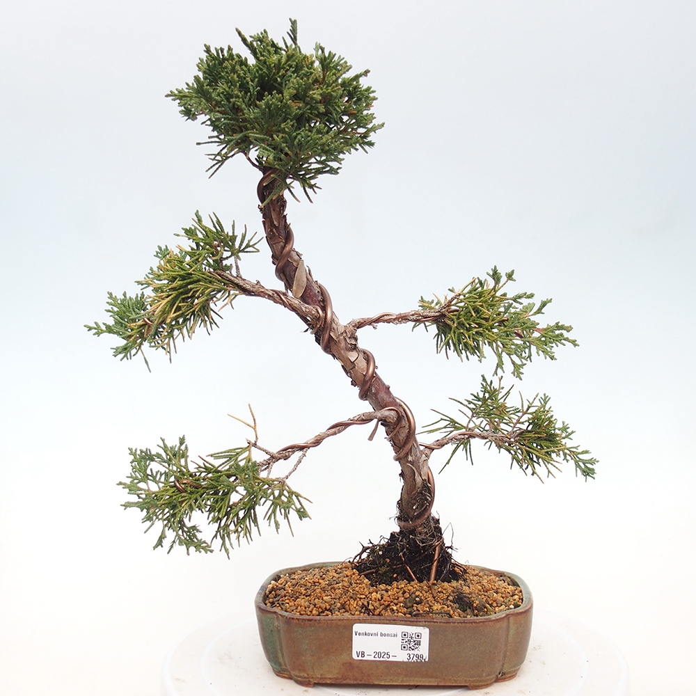 Bonsai voor buiten - Juniperus chinensis Kishu