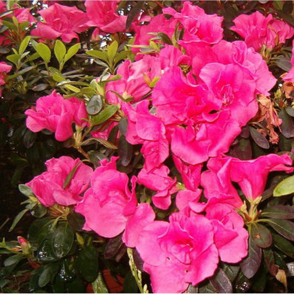 Kamerbonsai - Rhododendron simsii - Penningkruid