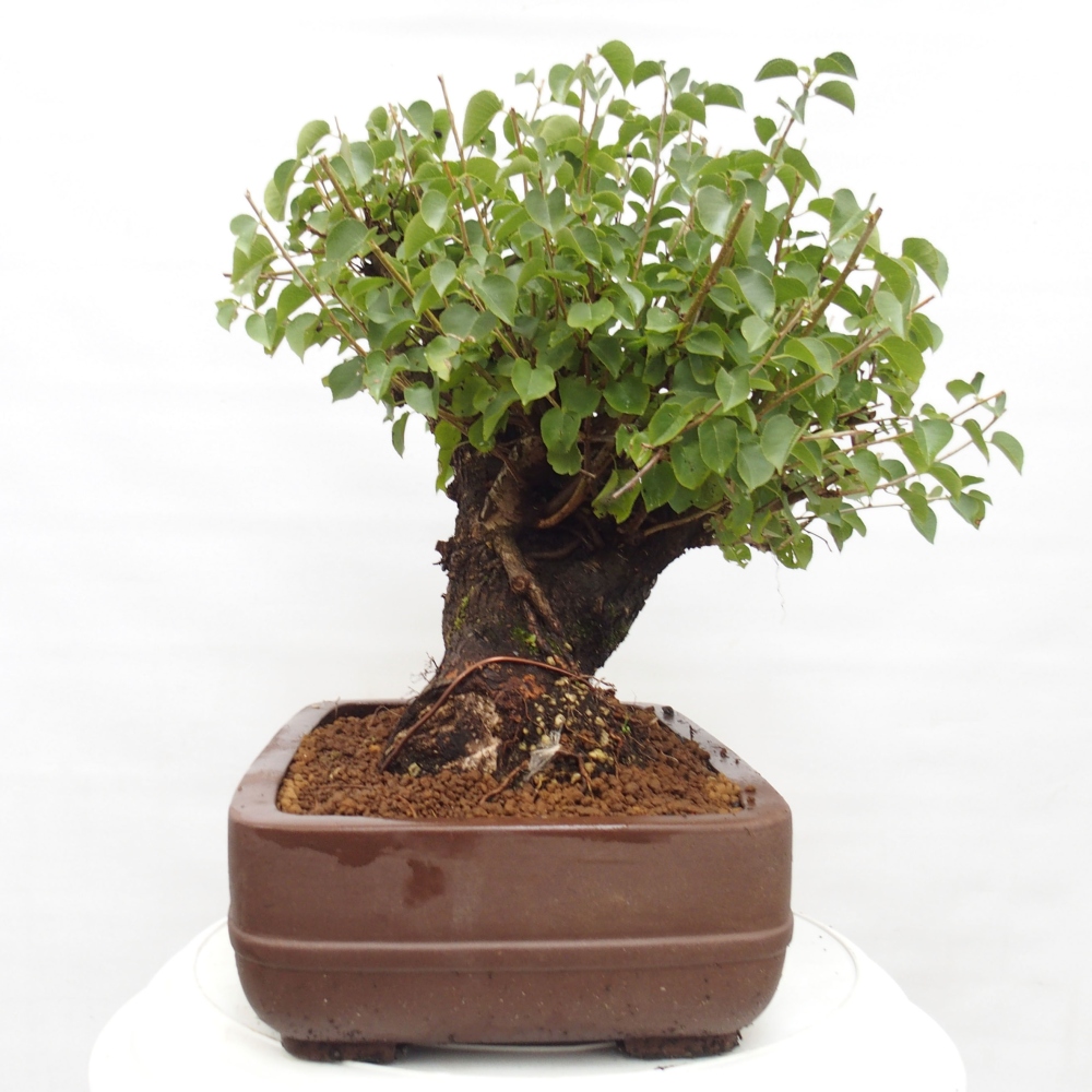 Bonsai voor buiten - Mahalebka - Prunus mahaleb