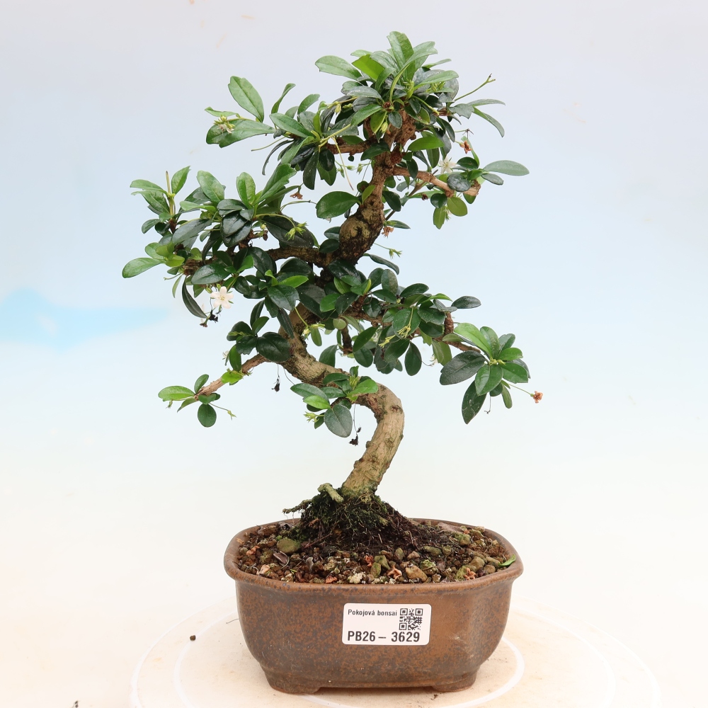 Kamerbonsai - Carmona macrophylla - Thee fuki