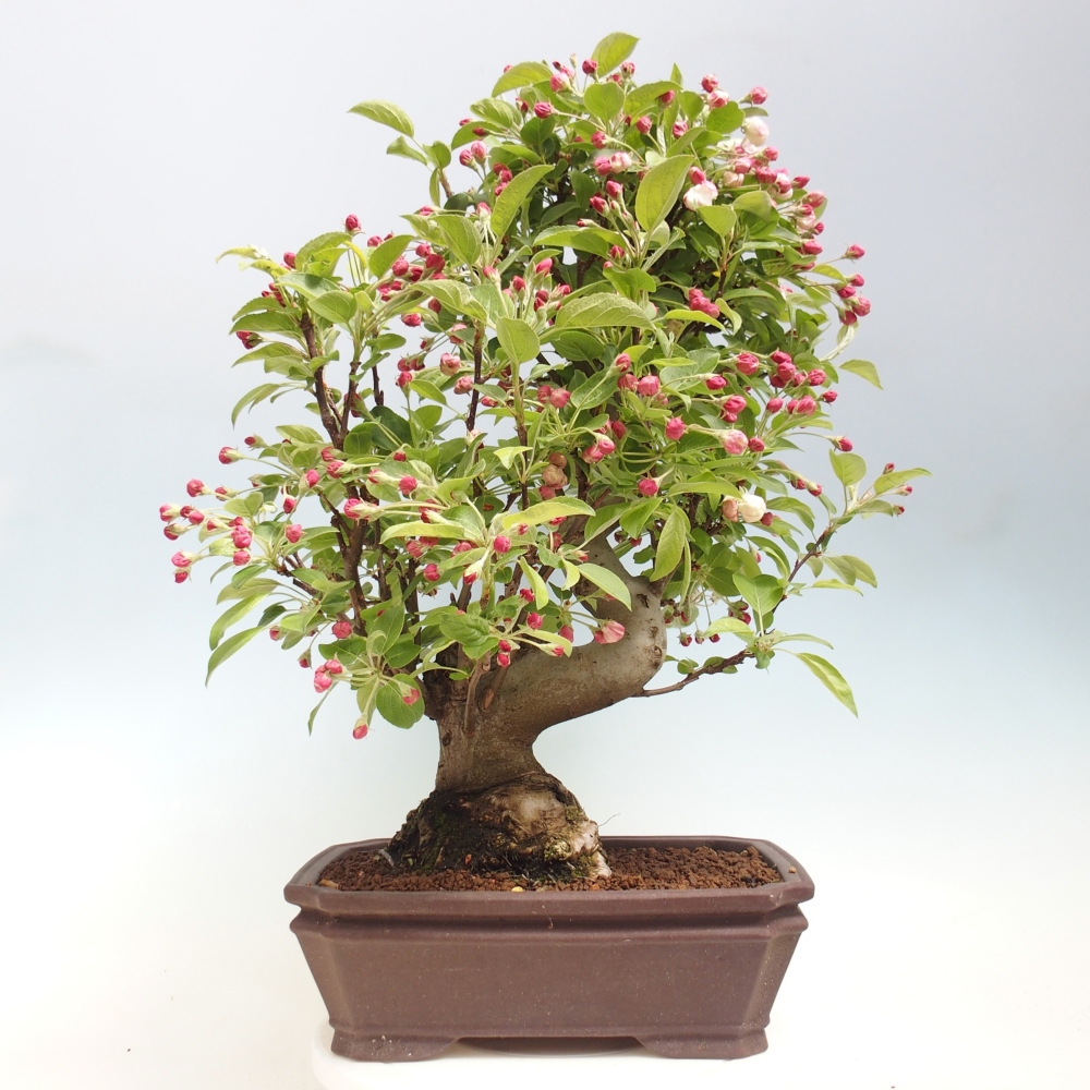 Bonsai voor buiten -Malus halliana - Appelboom met kleine vruchten