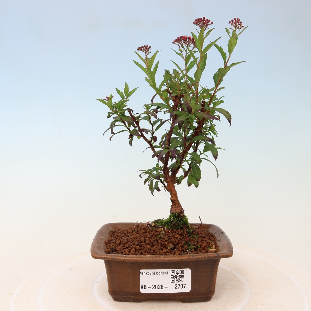 Bonsai voor buiten – Japanse spirea – Spirea japonica Anthony Waterer