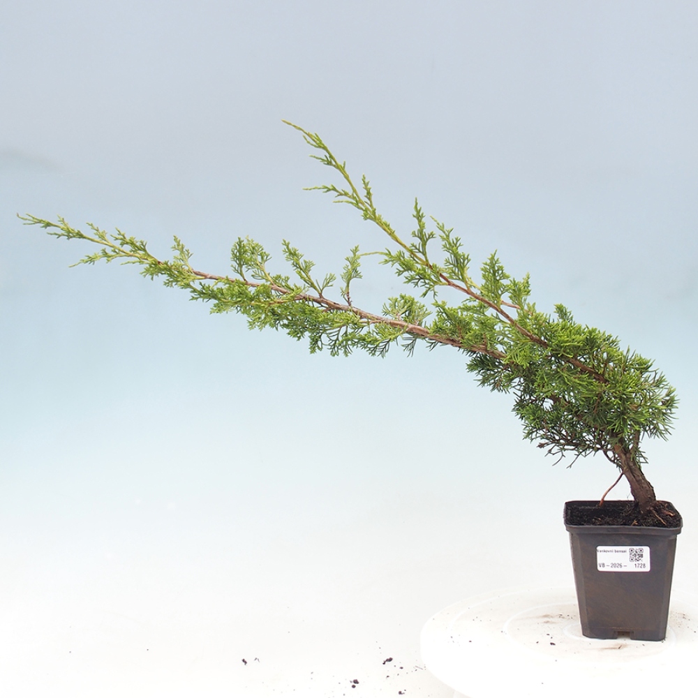 Bonsai voor buiten - Juniperus chinensis Itoigawa