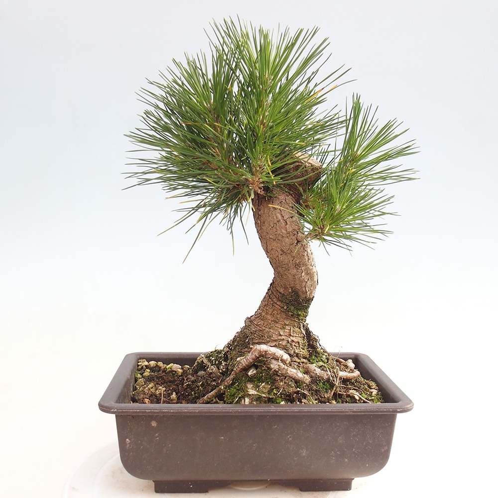 Bonsai voor buiten - Pinus thunbergii - Thunberg den