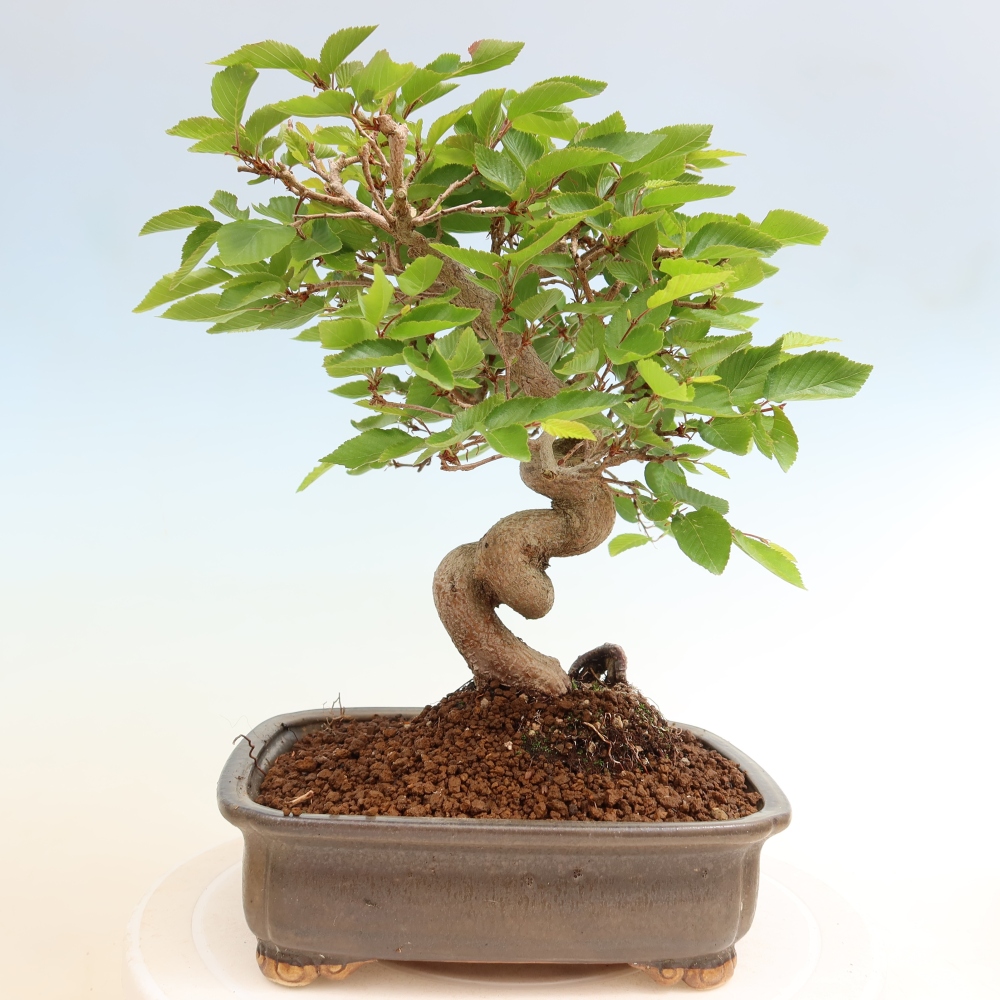 Bonsai voor buiten -Carpinus Coreana - Koreaanse haagbeuk