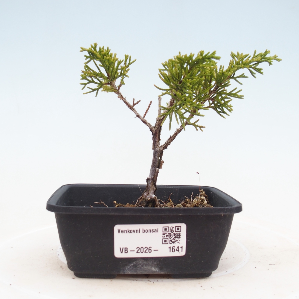 Bonsai voor buiten - Juniperus chinensis Itoigawa