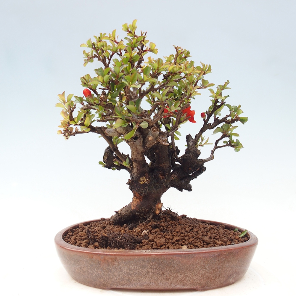 Bonsai voor buiten - Chaneomeles speciosa - Kweepeer