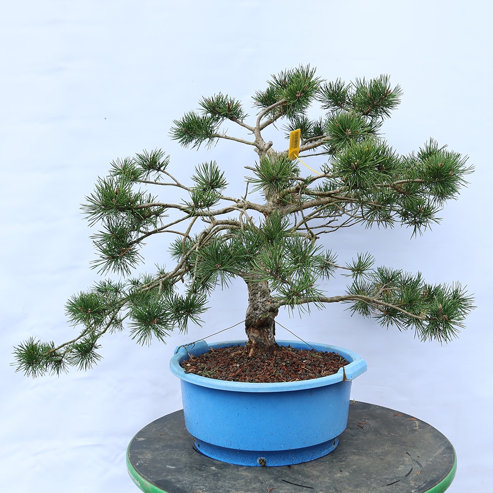 Pinus sylvestris Spanje - grove den