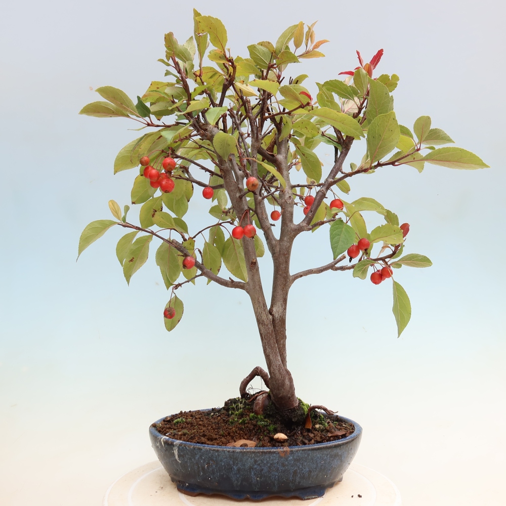 Bonsai voor buiten -Malus domestica - Roodbladige appelboom met kleine vruchten