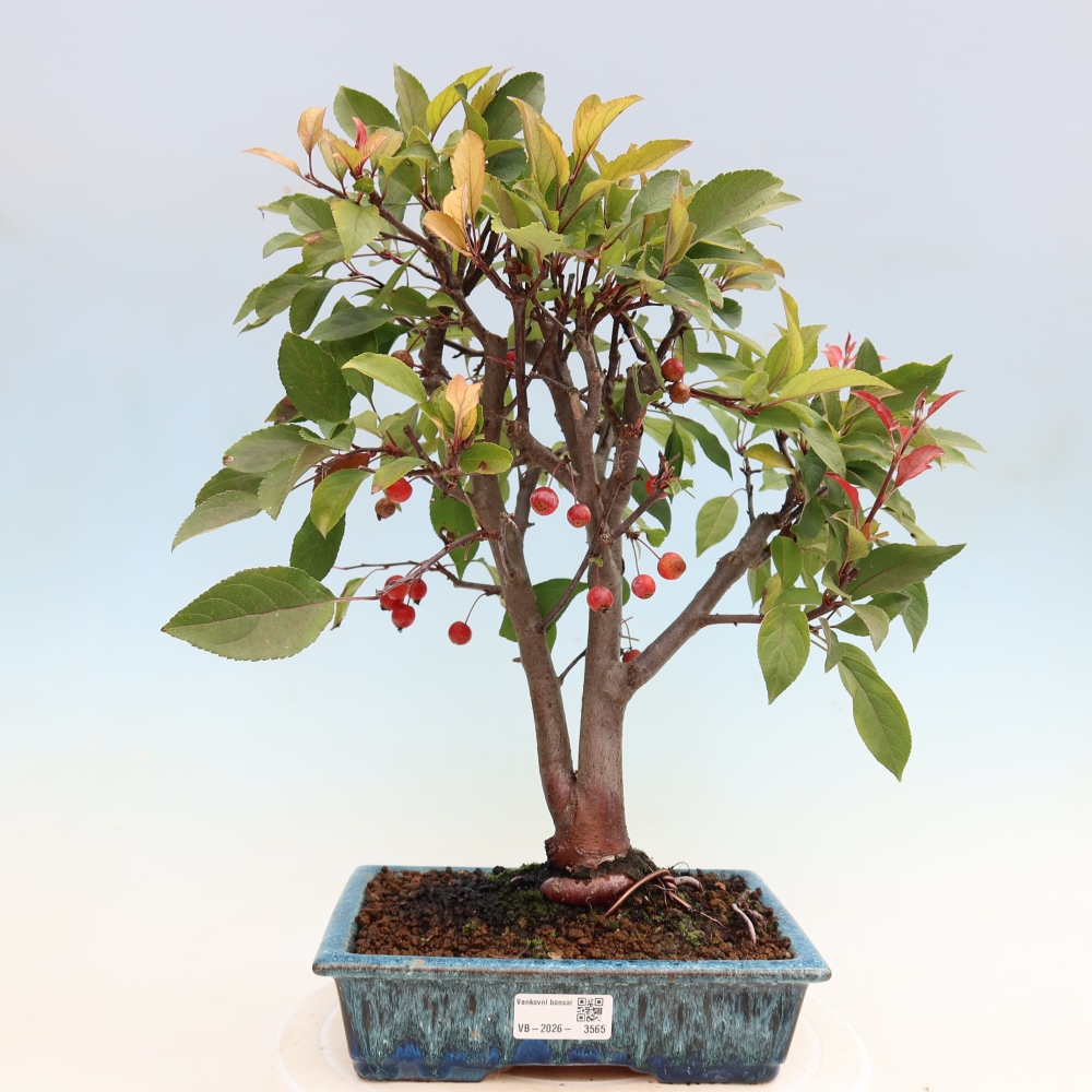 Bonsai voor buiten -Malus domestica - Roodbladige appelboom met kleine vruchten