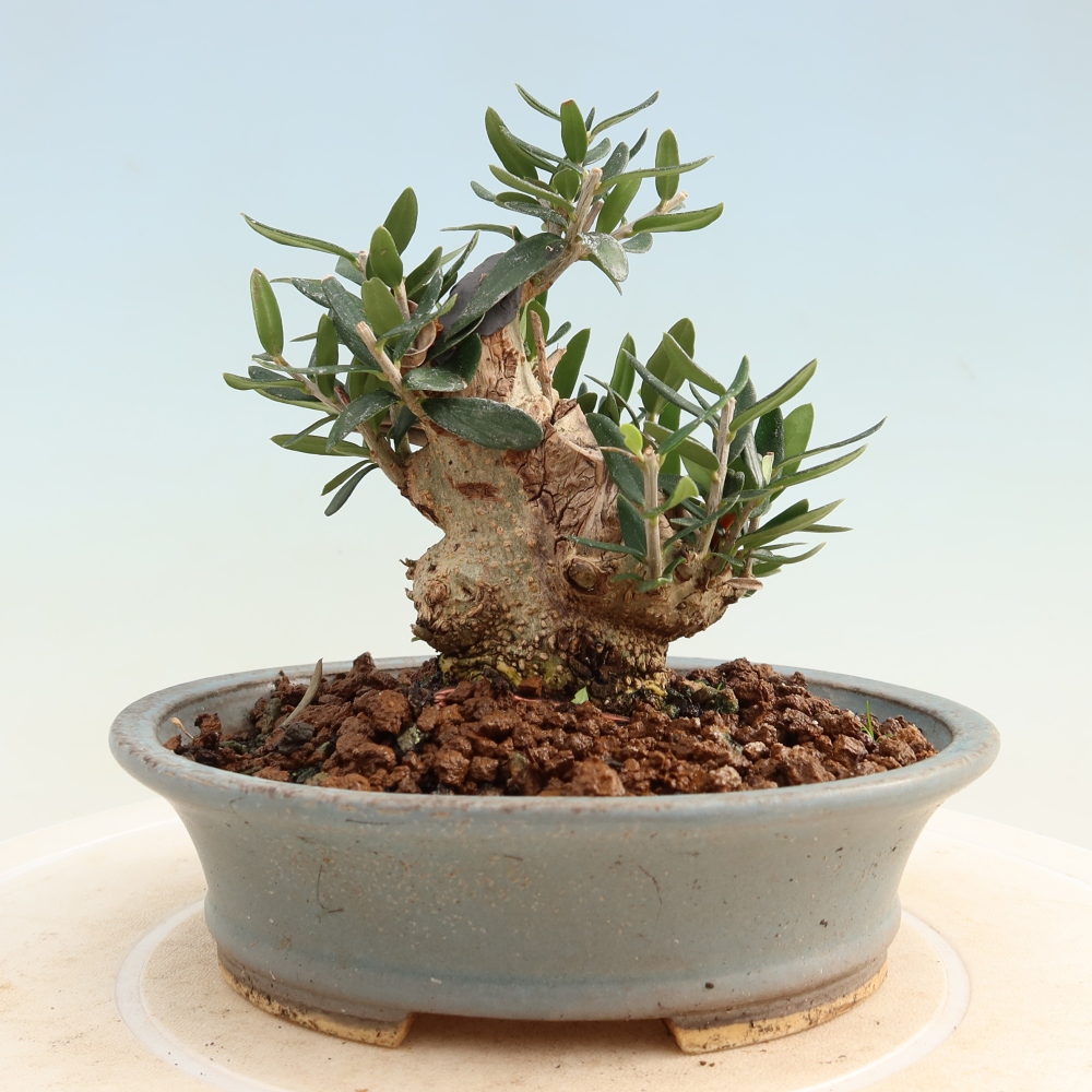 Bonsai voor binnen - Olea europaea sylvestris