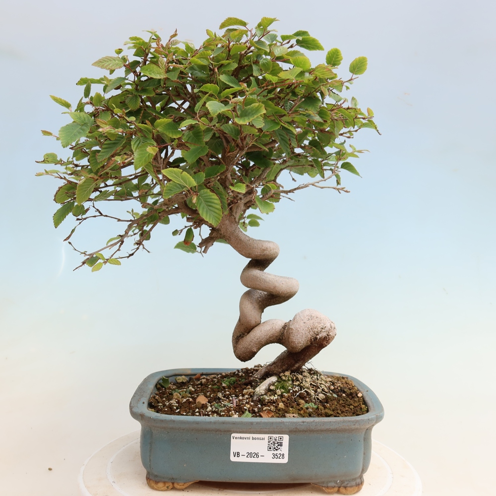 Bonsai voor buiten -Carpinus CARPINOIDES - Koreaanse haagbeuk