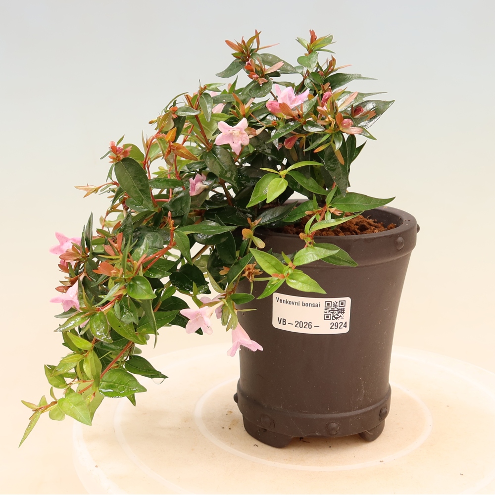 Buitenbonsai - Abelia Edward Goucher - Grootbloemige abelia