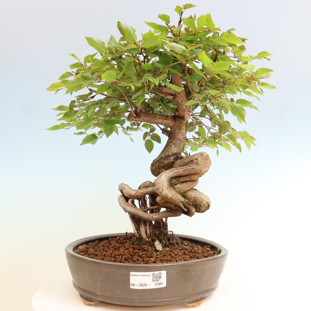 Bonsai voor buiten -Carpinus Coreana - Koreaanse haagbeuk
