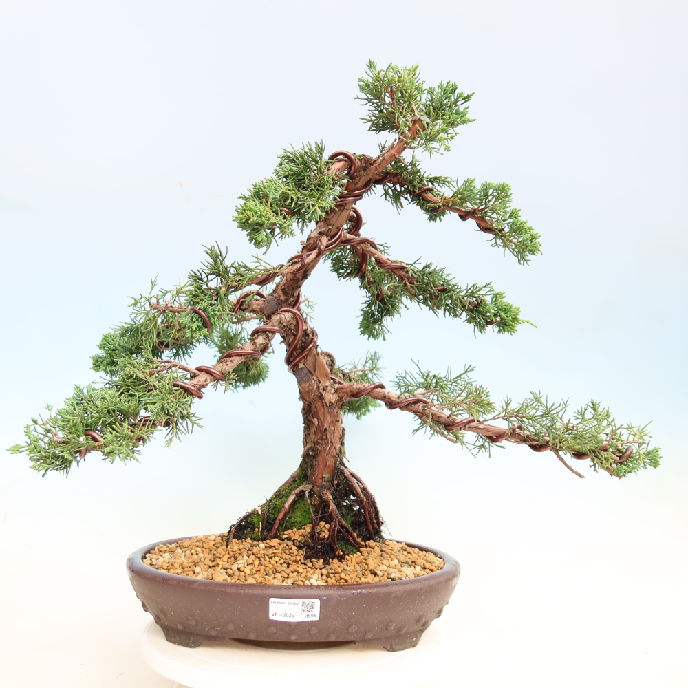 Bonsai voor buiten - Juniperus chinensis Kishu