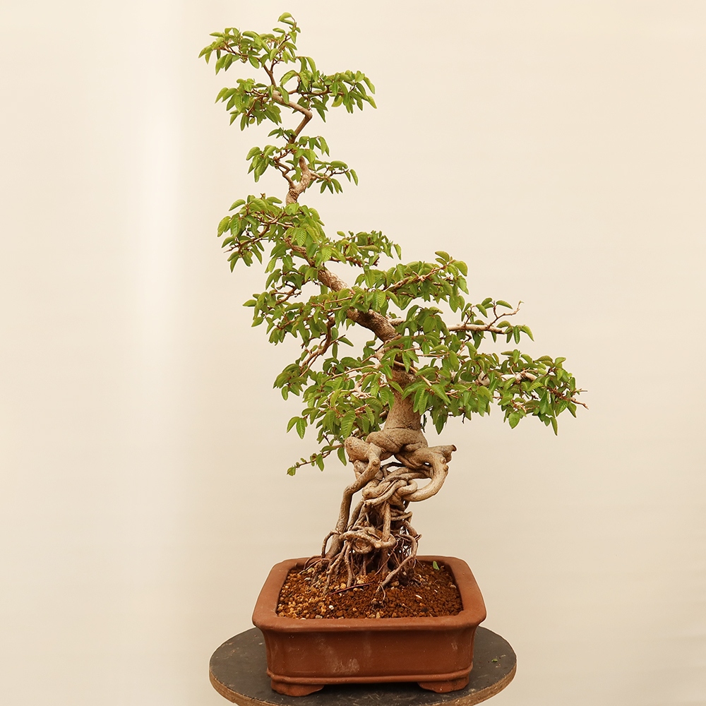 Bonsai voor buiten -Carpinus Coreana - Koreaanse haagbeuk