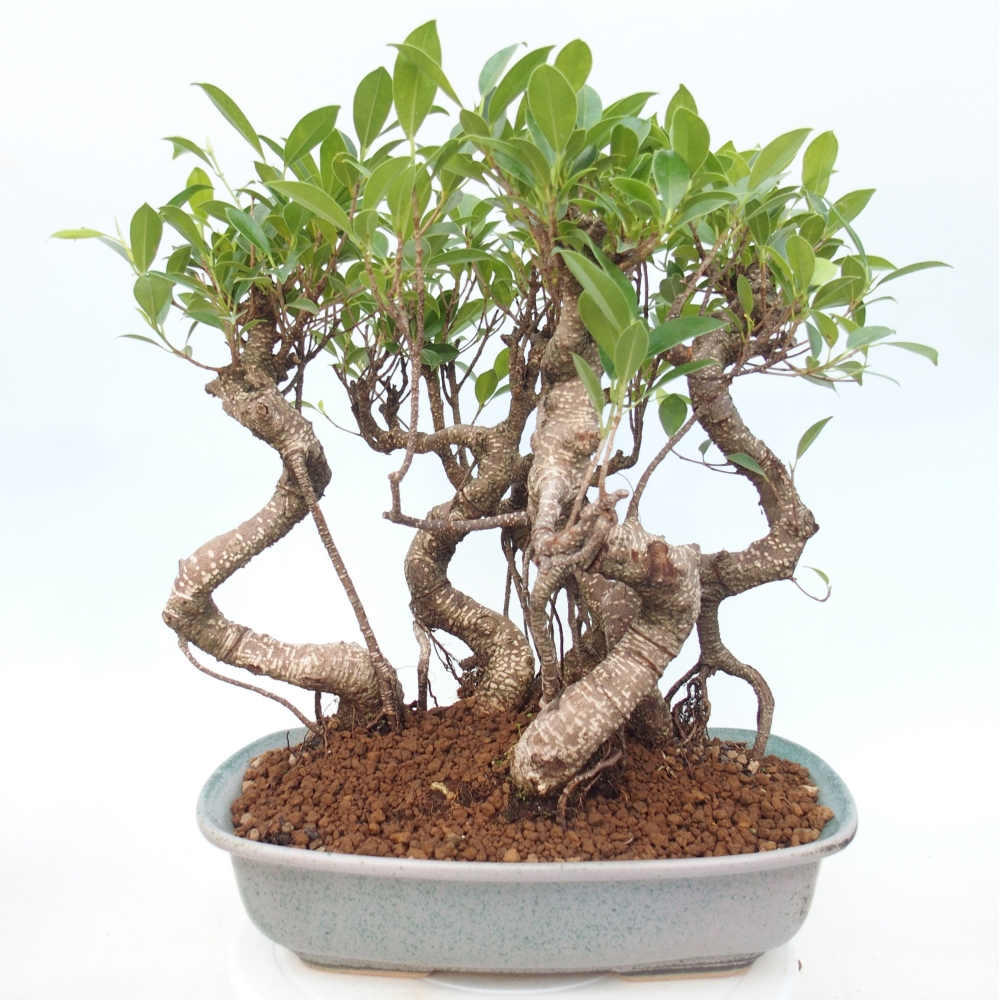Kamerbonsai - Ficus kimmen - kleinbladige ficus