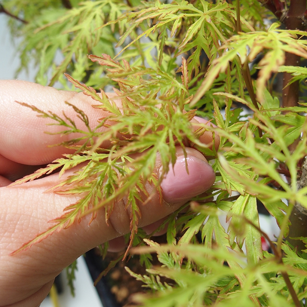 Bonsai voor buiten - Acer palmatum Dissectum