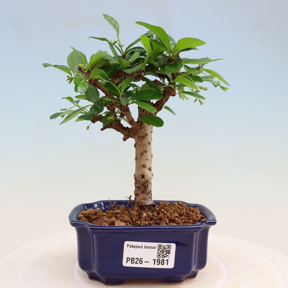 Kamerbonsai - Carmona macrophylla - Thee fuki