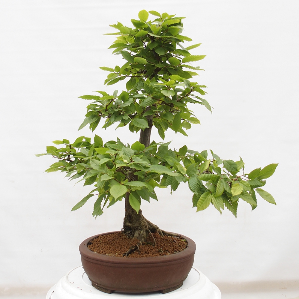 Bonsai voor buiten - Haagbeuk - Carpinus betulus