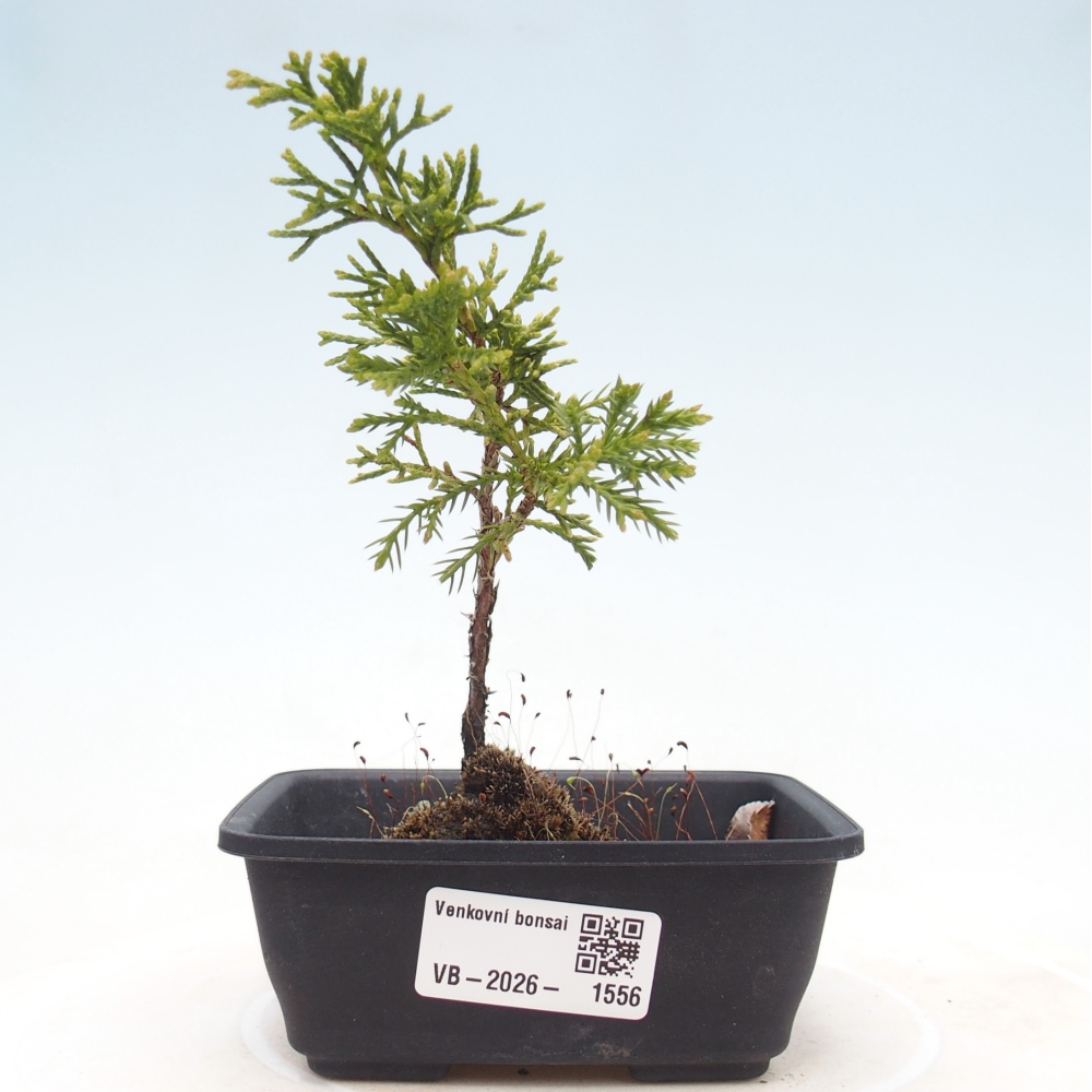 Bonsai voor buiten - Juniperus chinensis Itoigawa