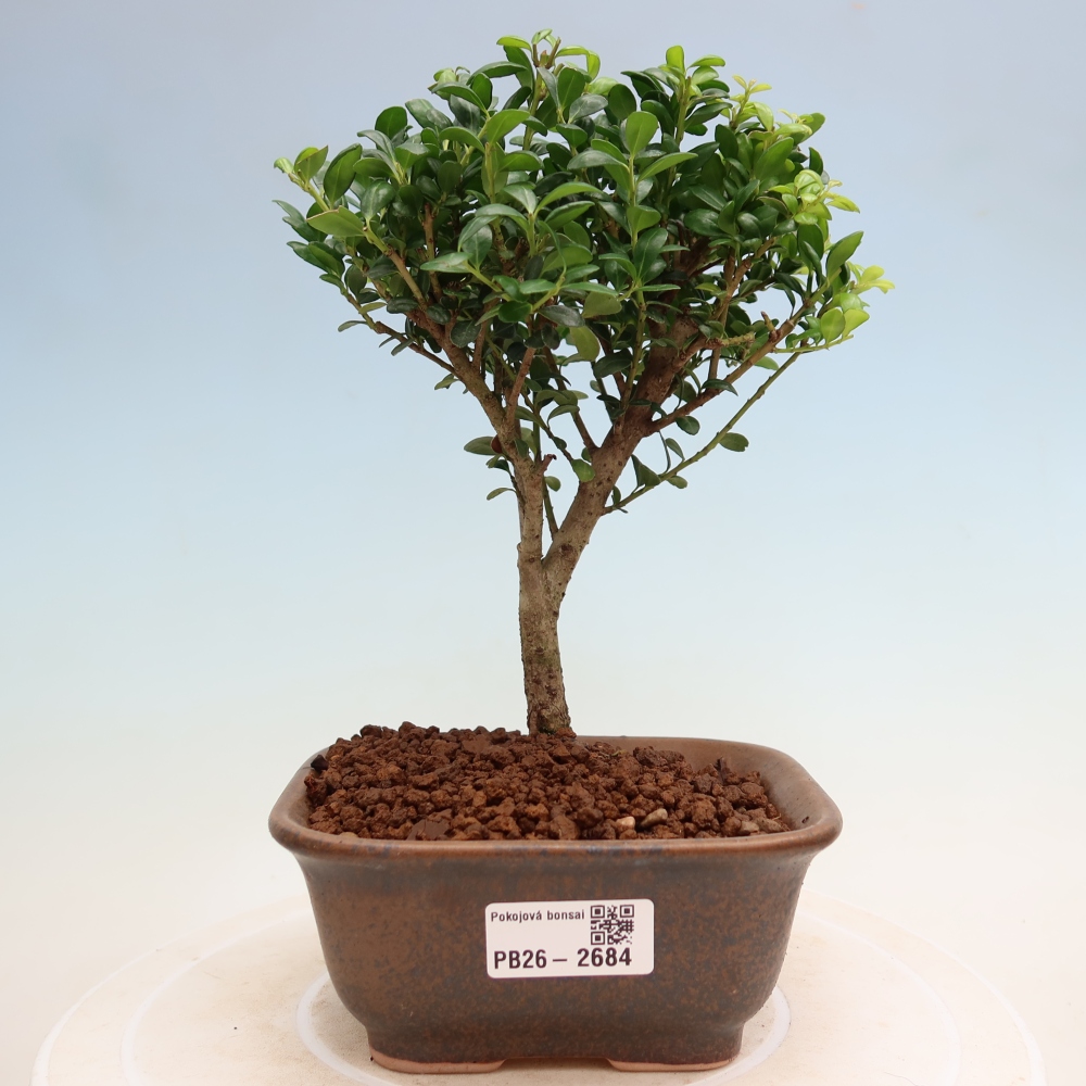 Kamerbonsai - Ilex crenata - Hulst