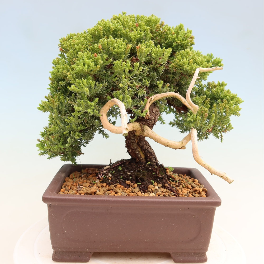 Bonsai voor buiten - Juniperus procumbens - Juniperus procumbens