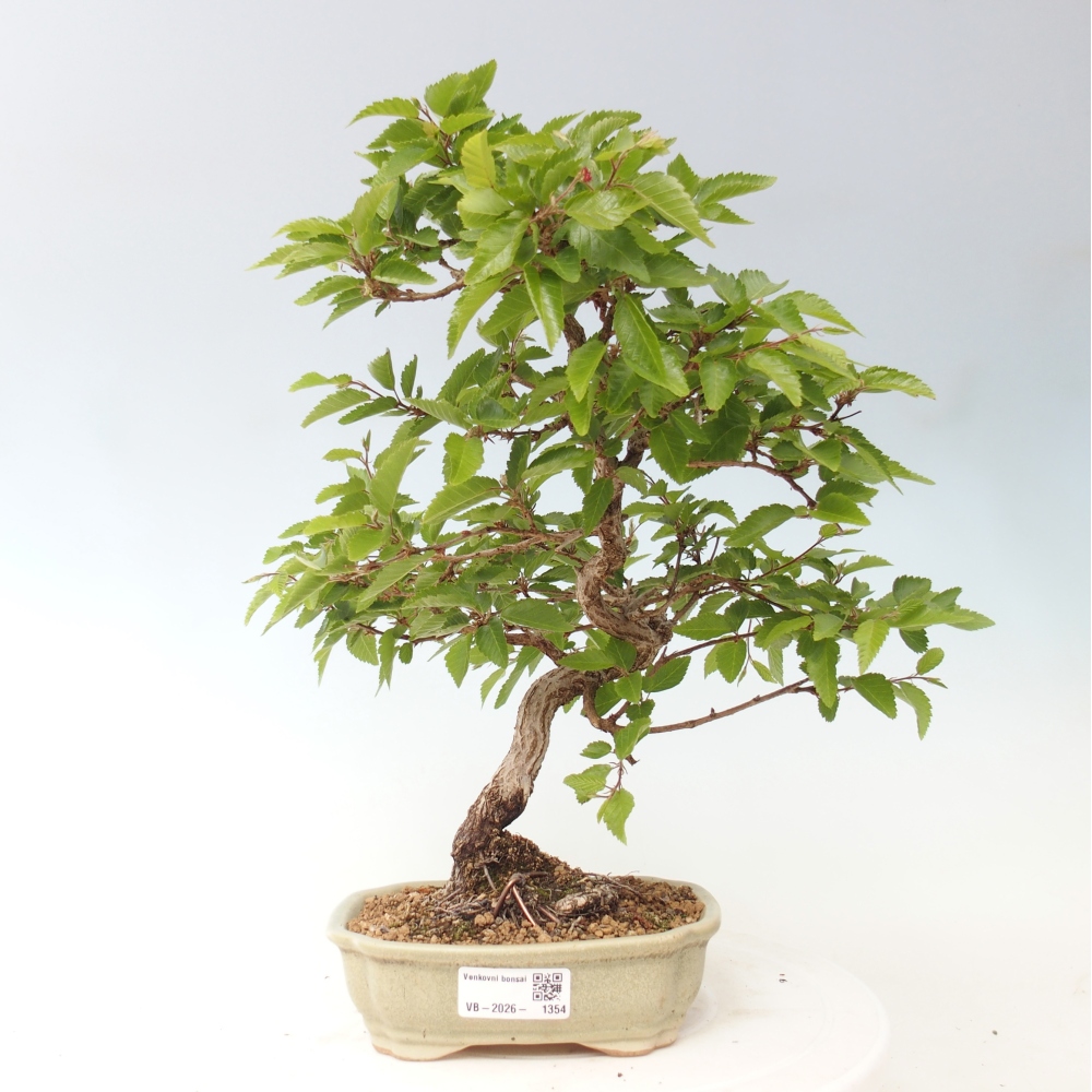 Bonsai voor buiten -Carpinus CARPINOIDES - Koreaanse haagbeuk