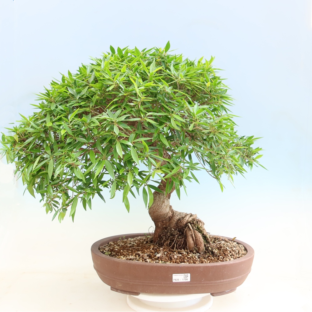 Kamerbonsai - Ficus nerifolia - kleinbladige ficus