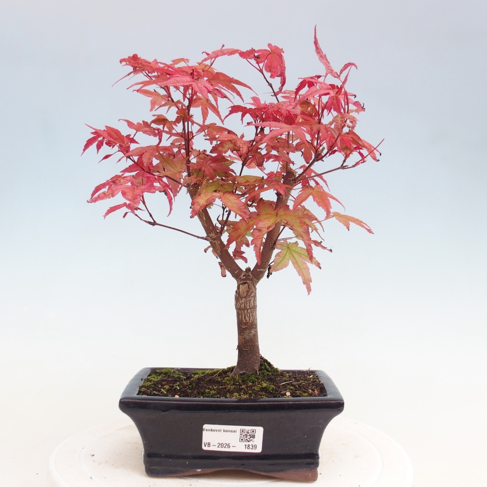 Bonsai voor buiten - Acer palmatum DESHOJO