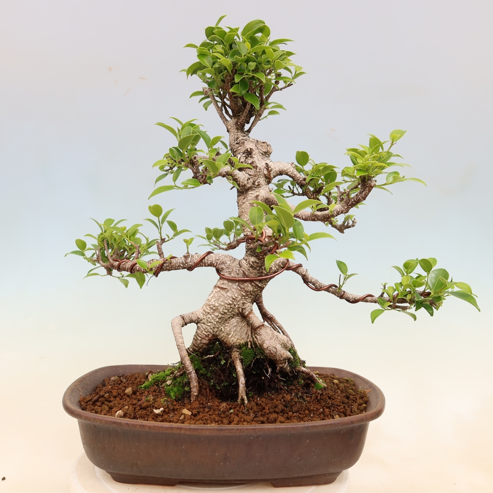 Kamerbonsai - Ficus kimmen - kleinbladige ficus