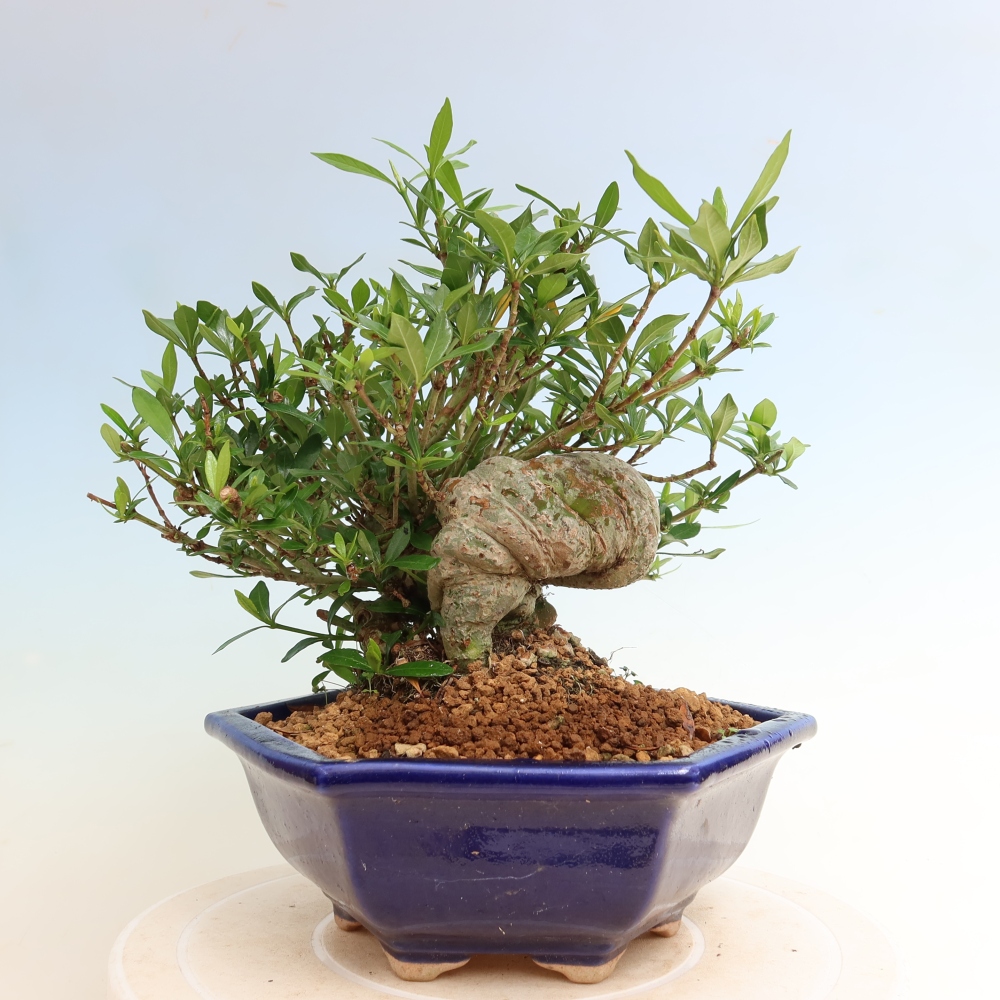 Kamerbonsai - Gardenia jasminoides-Gardenia