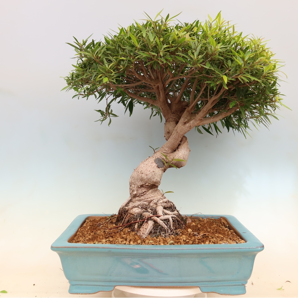Kamerbonsai - Ficus nerifolia - kleinbladige ficus