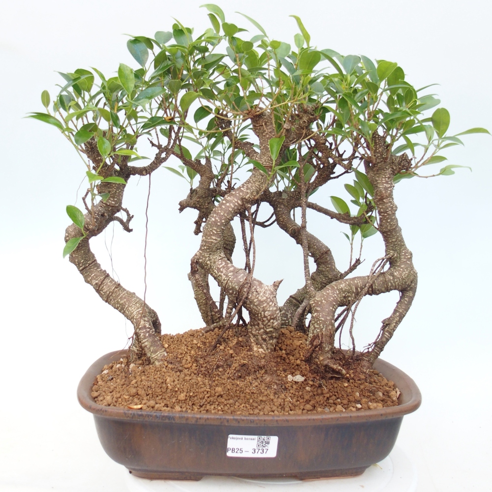 Kamerbonsai - Ficus kimmen - kleinbladige ficus