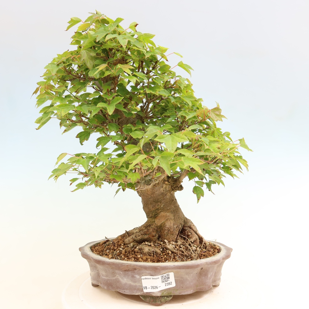 Bonsai voor buiten - Esdoorn Burger - Acer Burgerianum