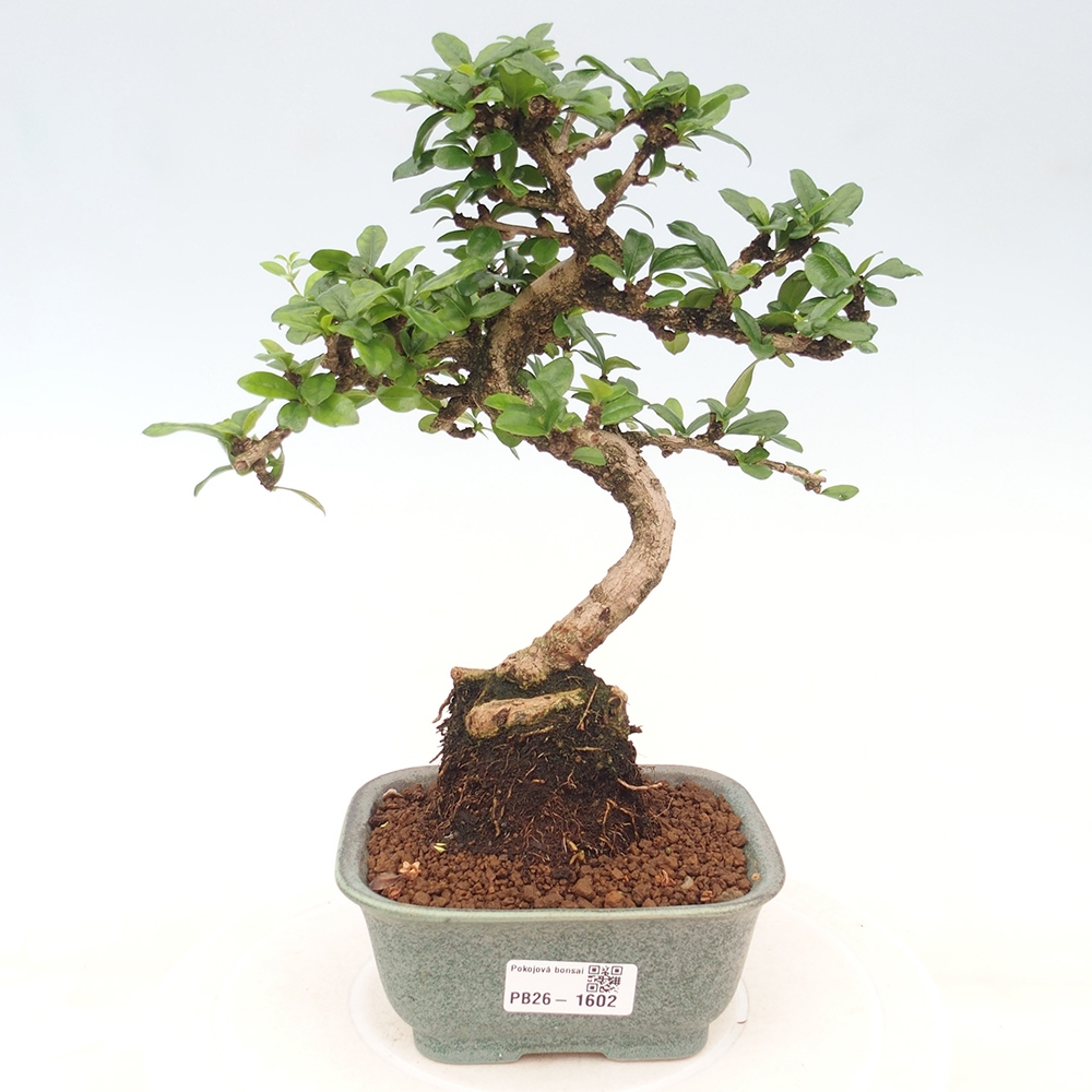 Kamerbonsai - Carmona macrophylla - Thee fuki