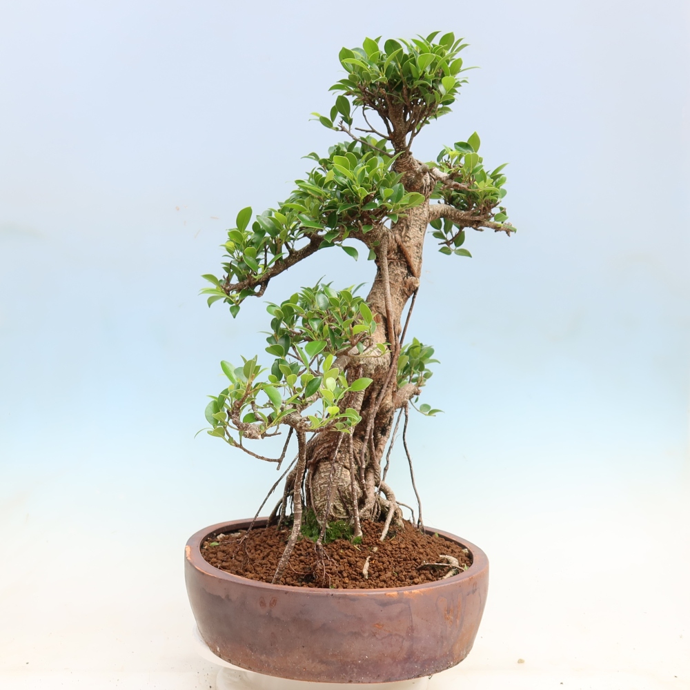 Kamerbonsai - Ficus kimmen - kleinbladige ficus