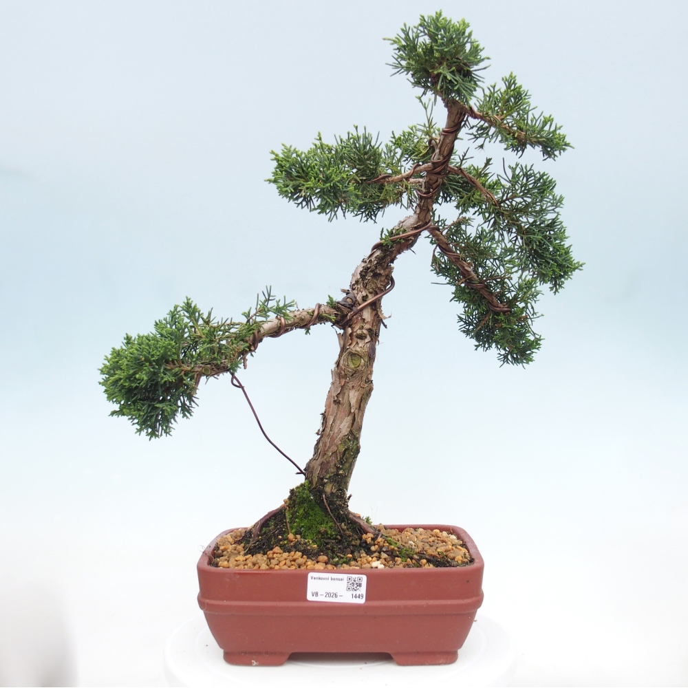 Bonsai voor buiten - Juniperus chinensis Kishu