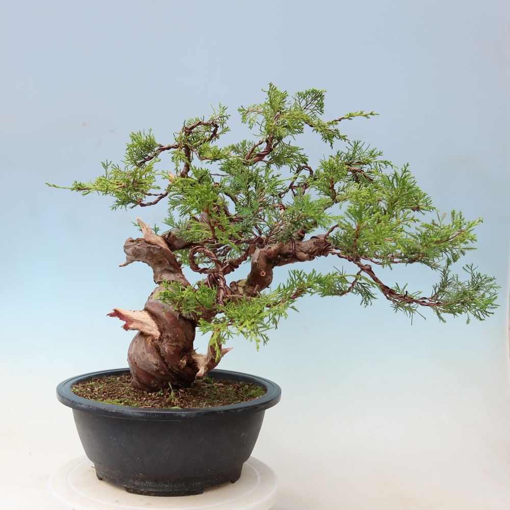 Bonsai voor buiten - Juniperus chinensis Itoigawa-Juniperus chinensis