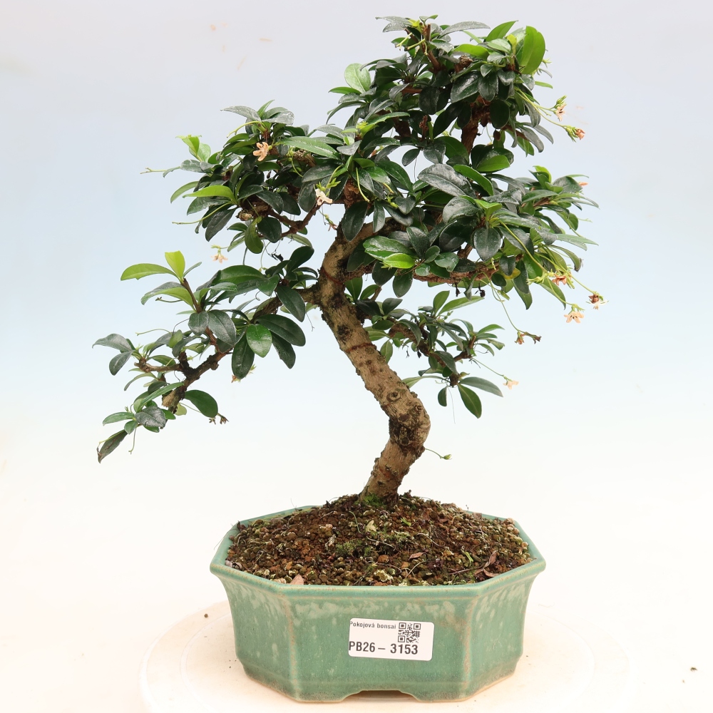 Kamerbonsai - Carmona macrophylla - Thee fuki
