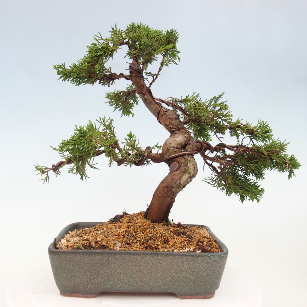 Bonsai voor buiten - Juniperus chinensis Itoigawa