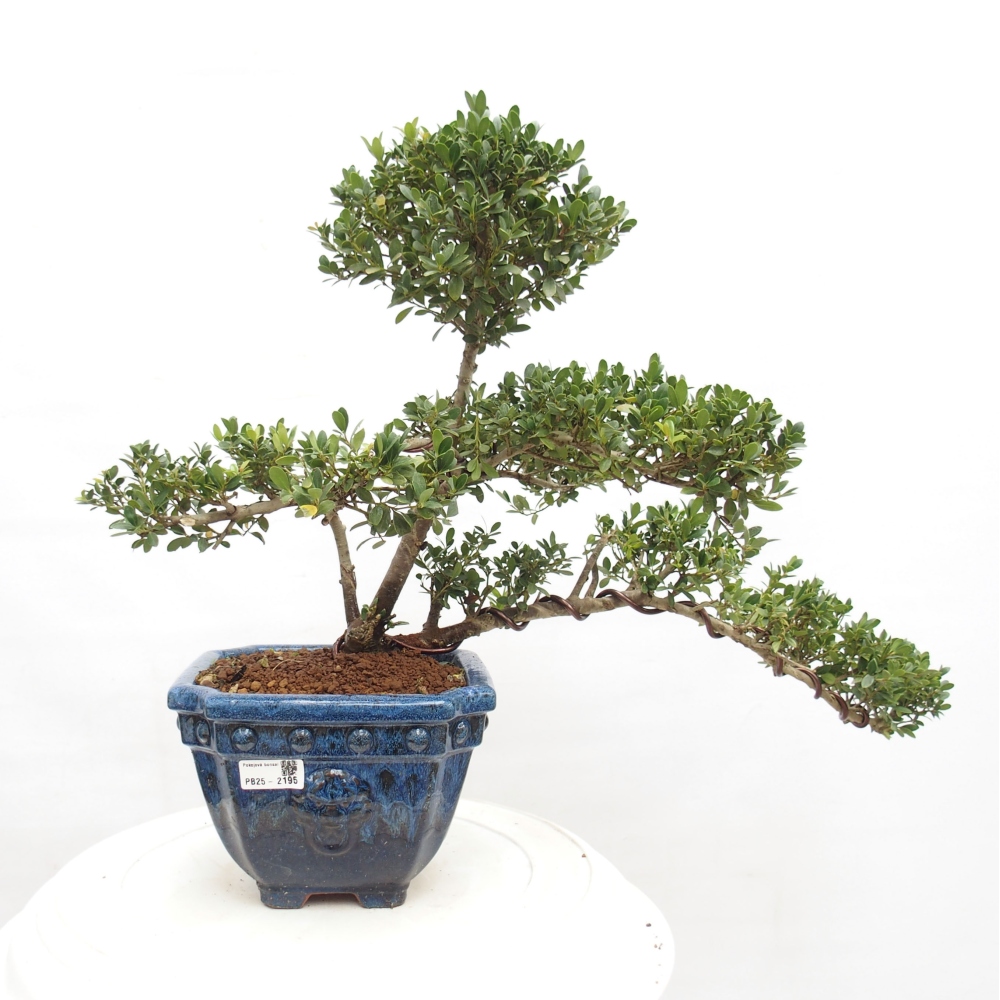 Kamerbonsai - Ilex crenata - Hulst