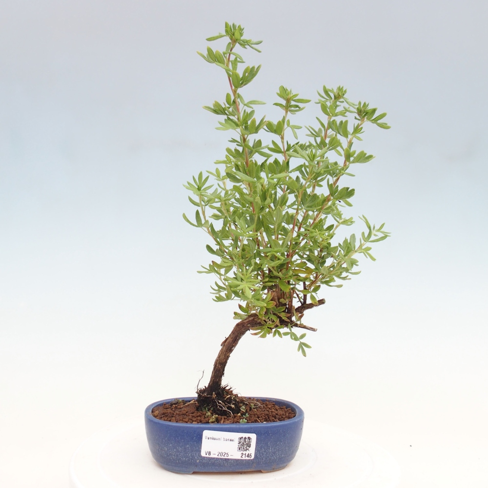 Bonsai voor buiten - Potentila fruticosa gele vogel