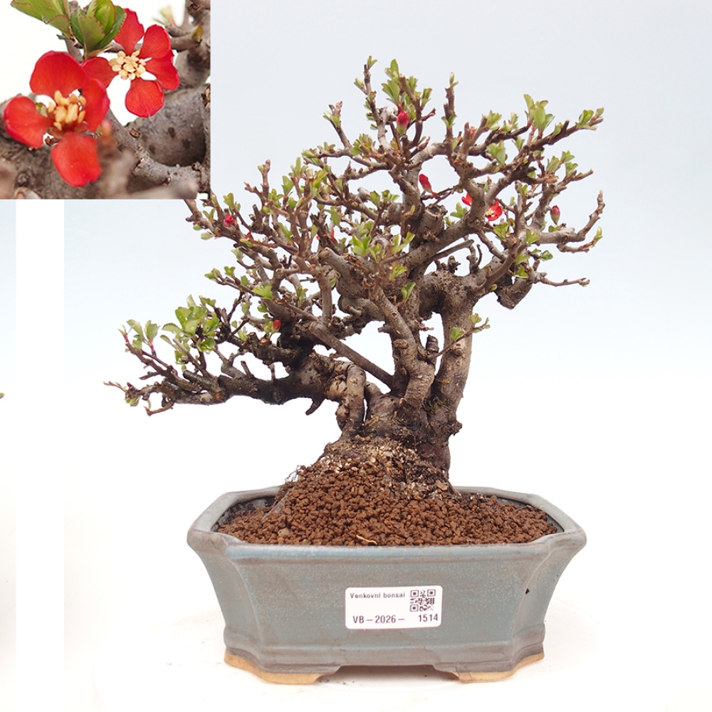 Bonsai voor buiten - Chaneomeles speciosa - Kweepeer