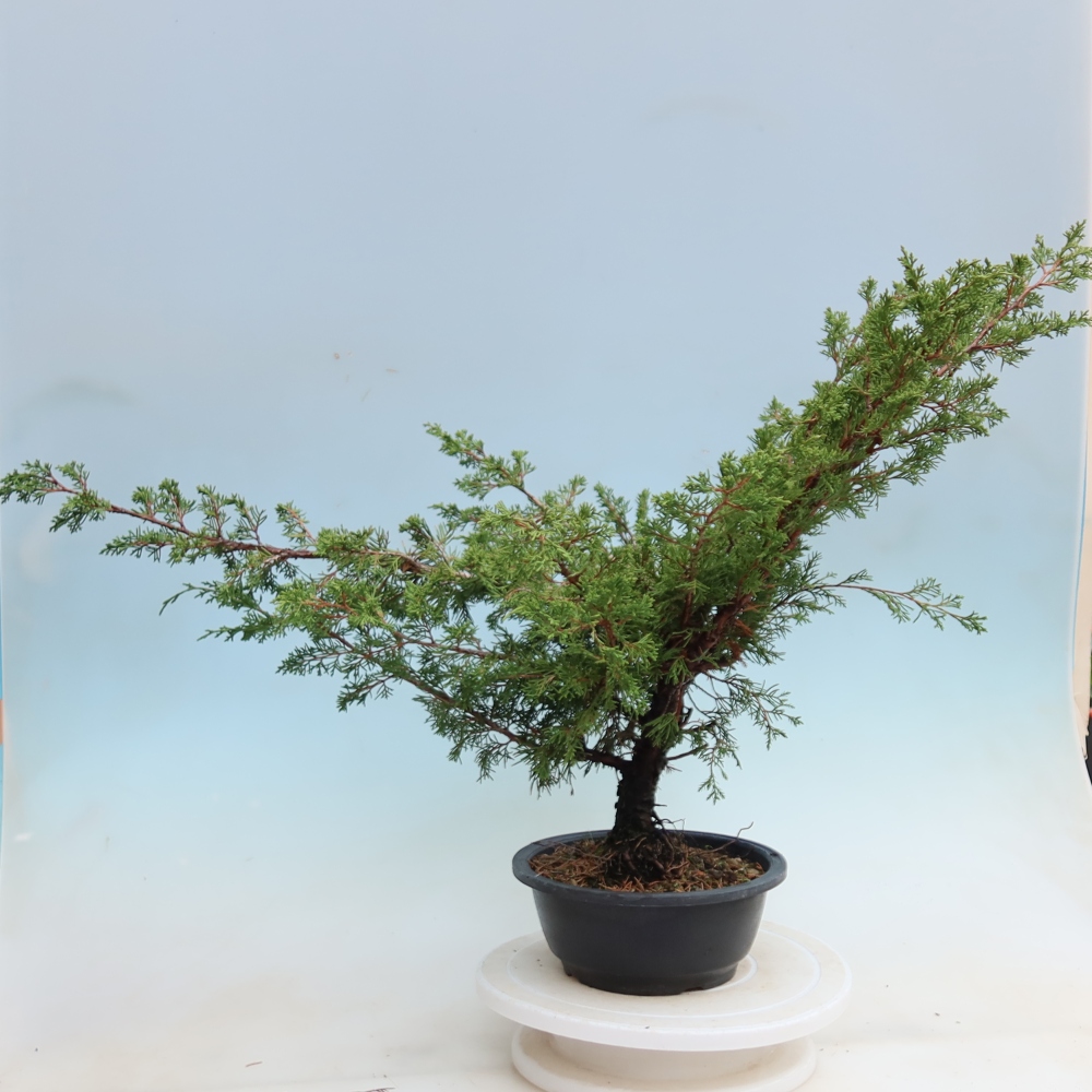 Bonsai voor buiten - Juniperus chinensis Itoigawa - Chinese jeneverbes