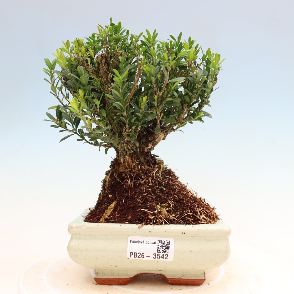 Kamerbonsai - Buxus harlandii - kurk buxus