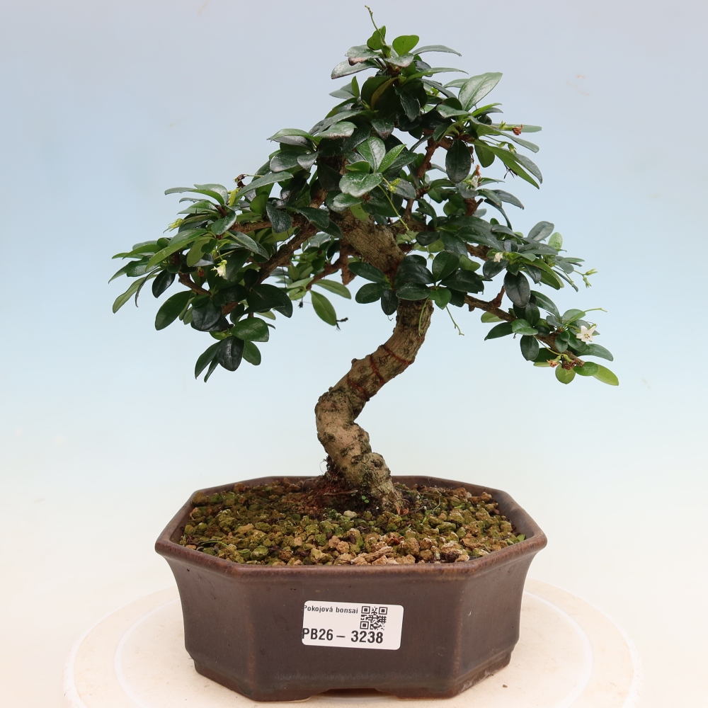 Kamerbonsai - Carmona macrophylla - Thee fuki