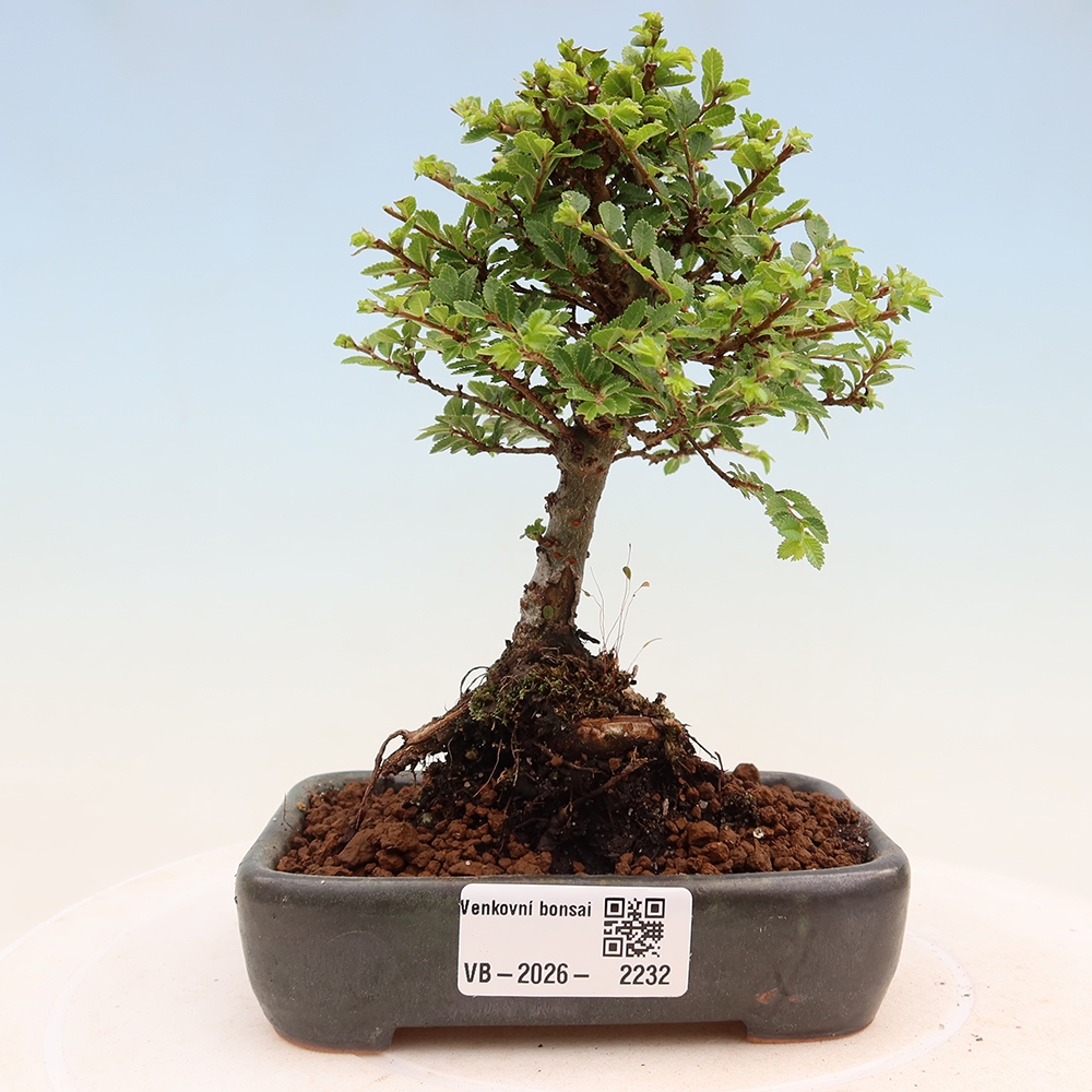Bonsai voor buiten - Ulmus parvifolia Sagei - Kleinbladige iep