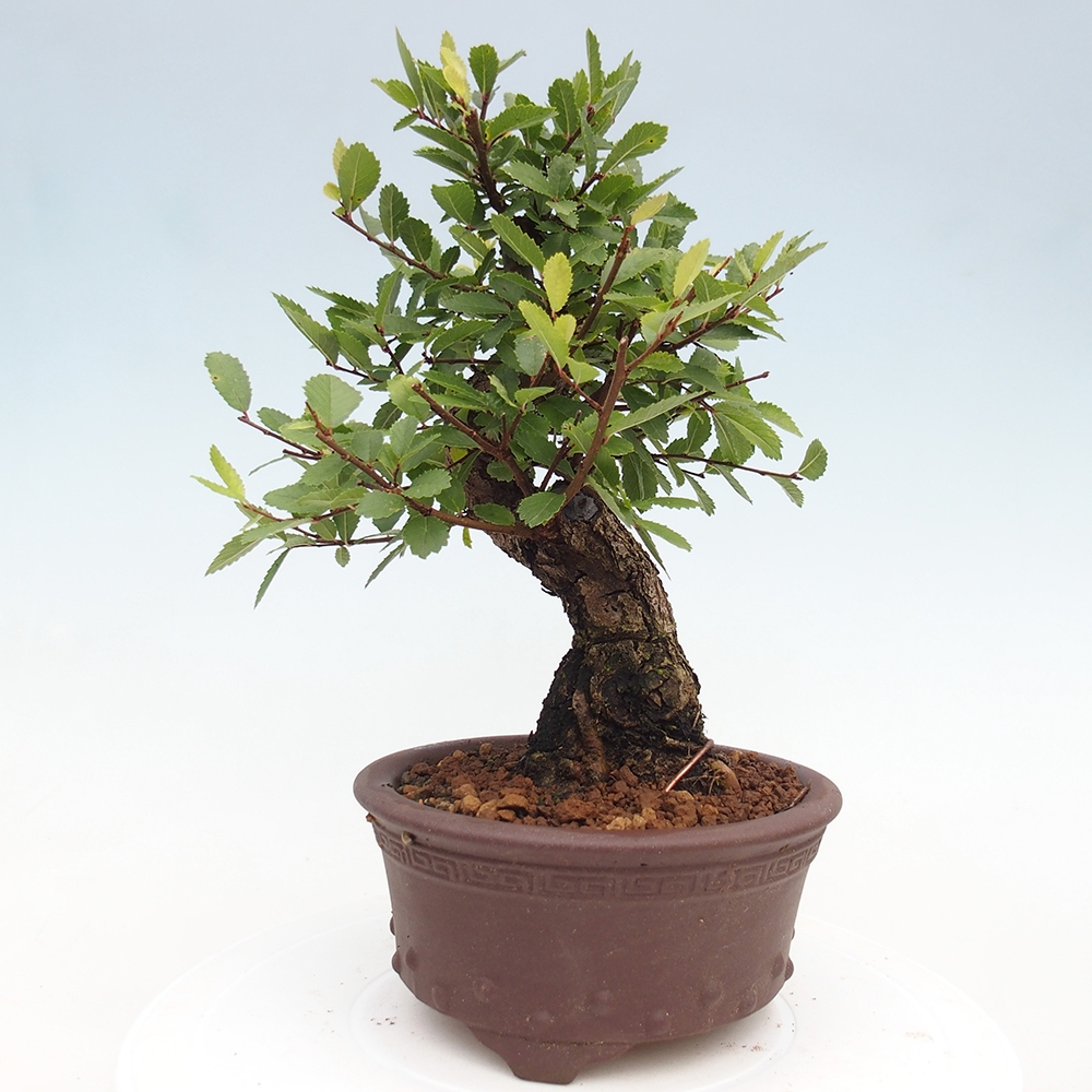 Bonsai voor buiten - Zelkova - Zelkova NIRE